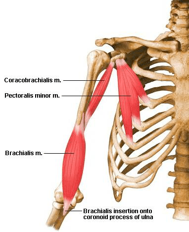 Coracobrachialis - Fitness Professional Online