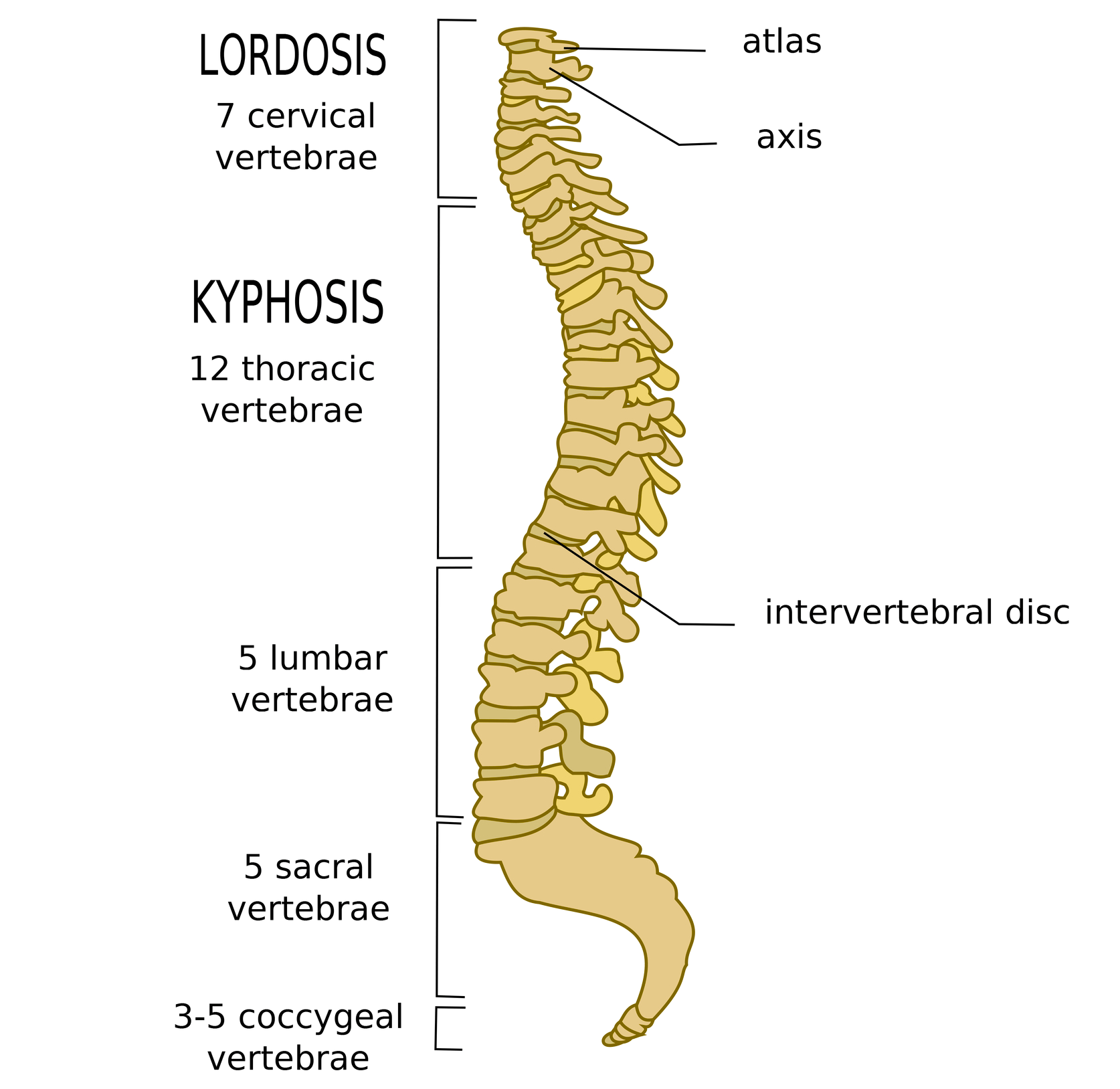 The_spine - Fitness Professional Online