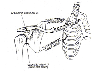 shoulder_joint