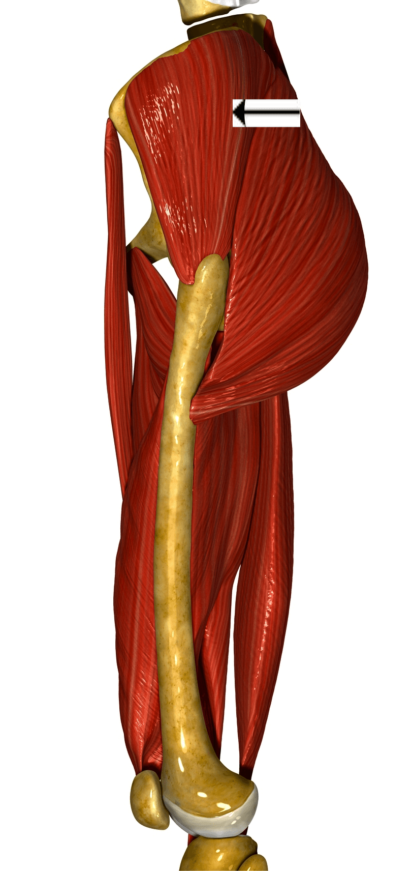 glute medius muscle